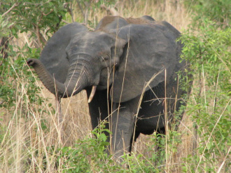 05 Elephanteau